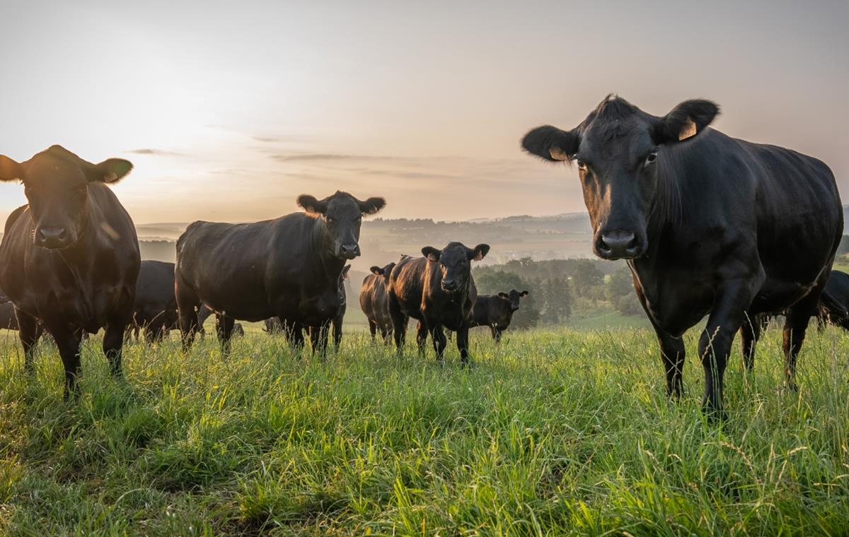 Eifel Angus Farm - Projets
