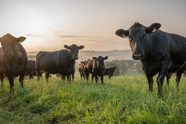 Eifel Angus Farm - Projekte