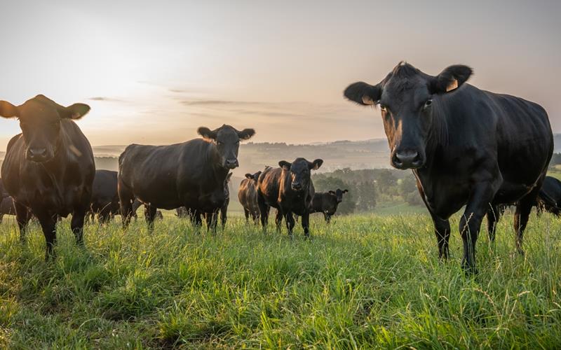 Eifel Angus Farm - Projets